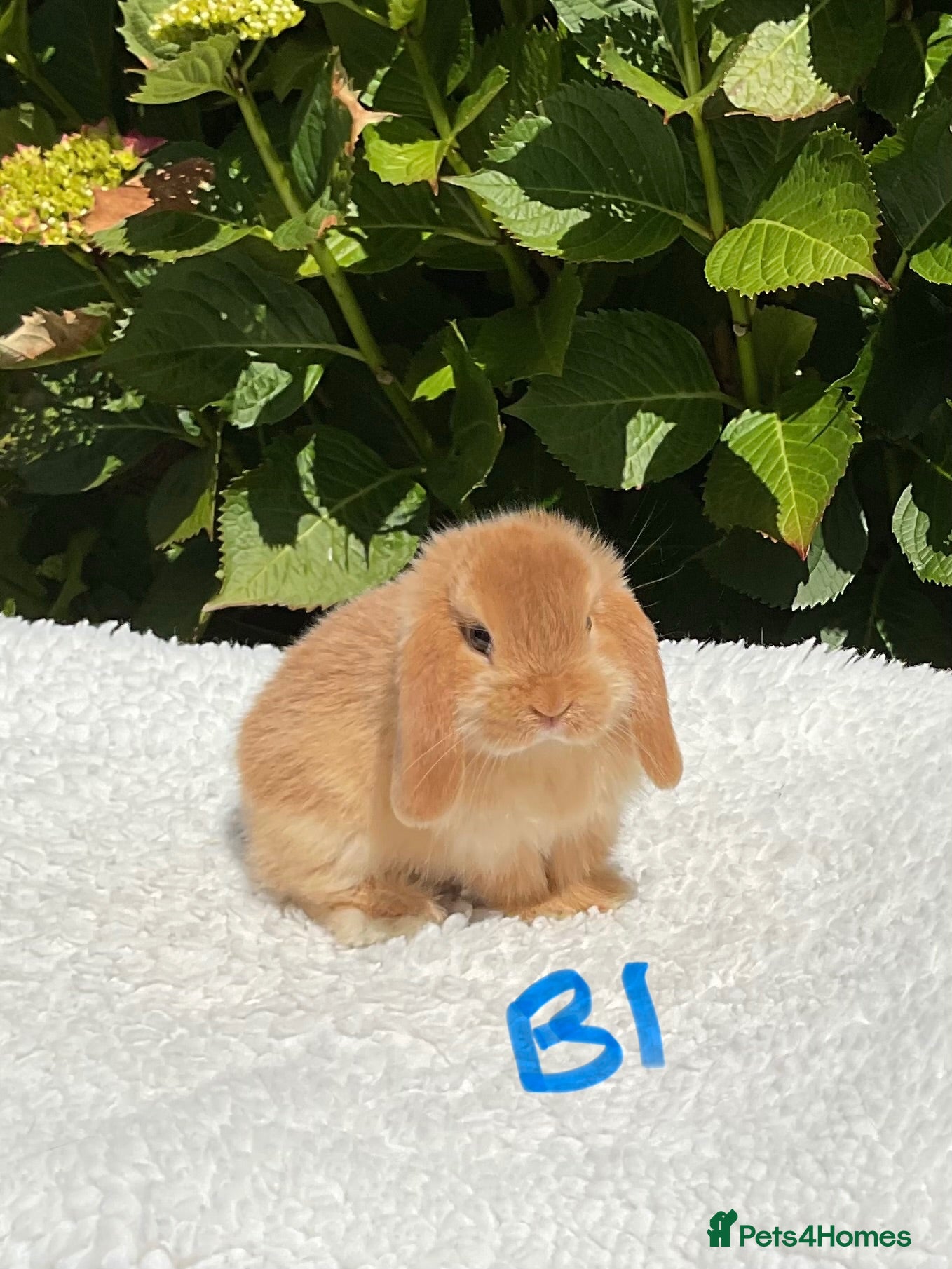 Mini Lop rabbits Pure bred mini lop boy  - Advert 1