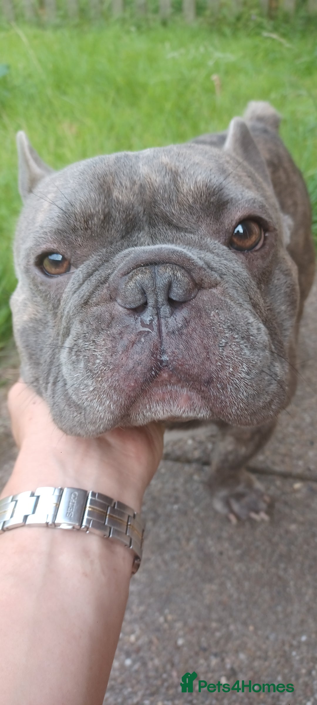 French Bulldog dogs for sale: French bulldog  - Image 4