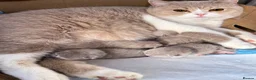 British Shorthair cats for sale: 🐾 Fawn British Shorthair  🐾 - Advert 1