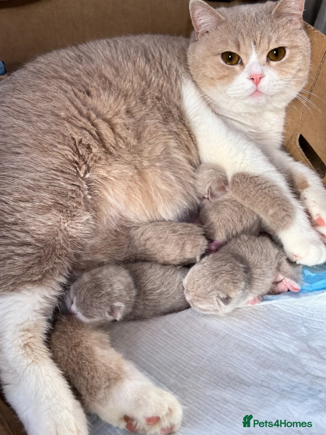 British Shorthair cats for sale: 🐾 Fawn British Shorthair  🐾 - Advert 1