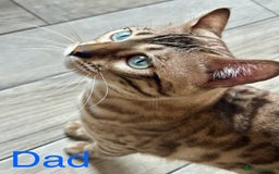 Bengal cats for sale: 6 Gorgeous Bengals kittens ready for reservation  - Image 28