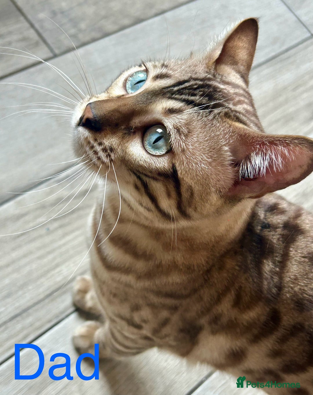 Bengal cats for sale: 6 Gorgeous Bengals kittens ready for reservation  - Image 28