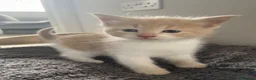 Mixed Breed cats for sale: Beautiful cream kittens for sale - Advert 17