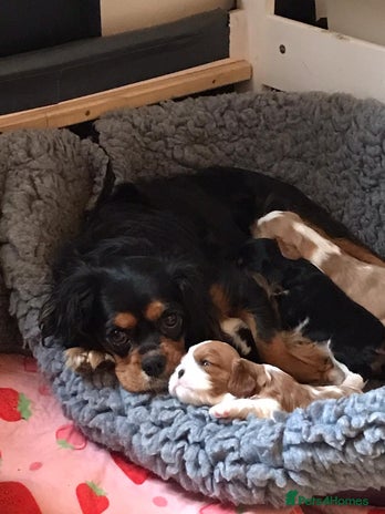 Cavalier King Charles Spaniel dogs Kc registered King Charles cavalier - Advert 1