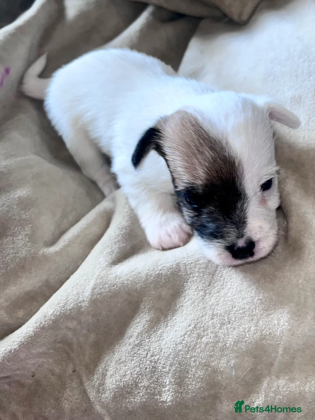 Jackapoo dogs for sale: 5 Adorable Jackapoo Puppies in Erith - Advert 20