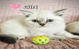 British Shorthair cats for sale: ❤️💙Last 2 Kittens ● TICA Reg ● BSH ●Colorpoints ✨ - Image 16