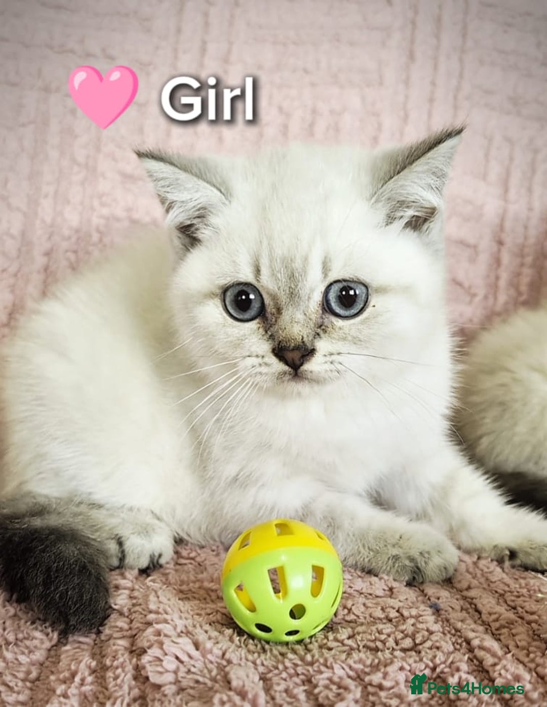 British Shorthair cats for sale: ❤️💙Last 2 Kittens ● TICA Reg ● BSH ●Colorpoints ✨ - Image 16