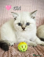 British Shorthair cats ❤️💙Last 2 Kittens ● TICA Reg ● BSH ●Colorpoints ✨ - Advert 5