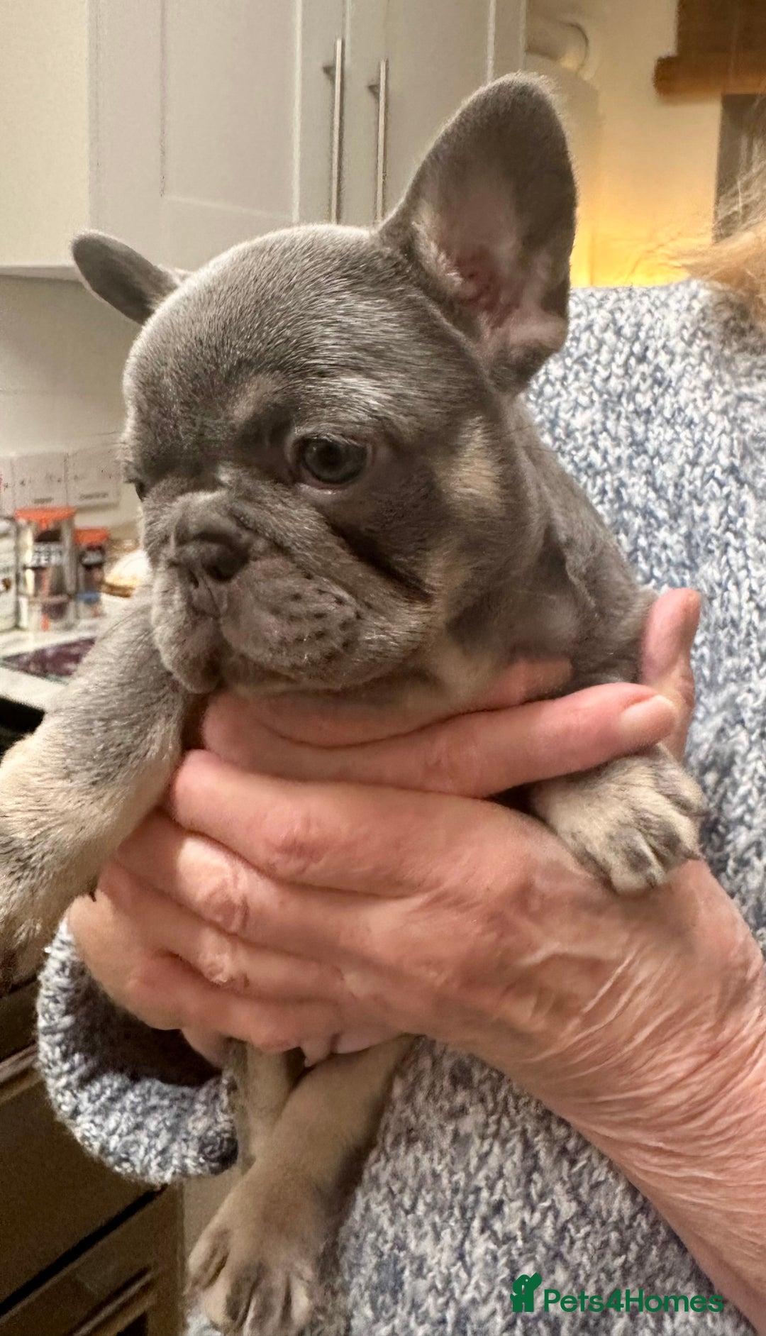 French Bulldog dogs for sale: French Bulldog Puppies  - Advert 16