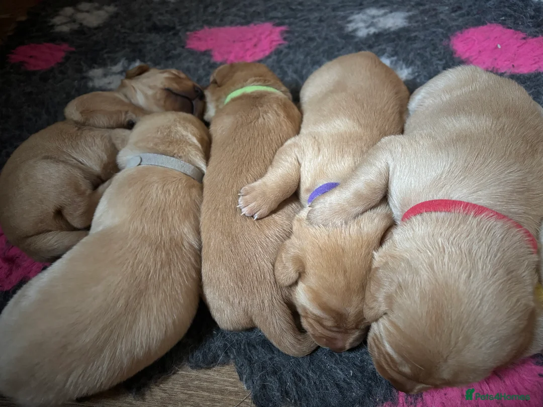 Labrador Retriever dogs for sale: Beautiful Labrador Puppies - Advert 4