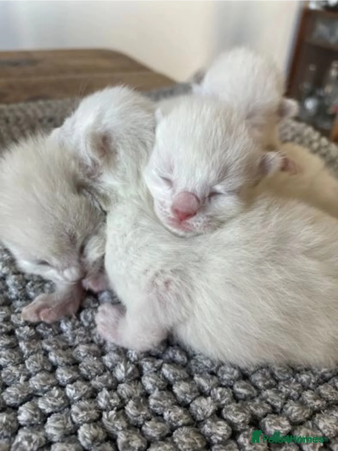 Ragdoll cats for stud: Stud Muffin in Ilkeston - Advert 31