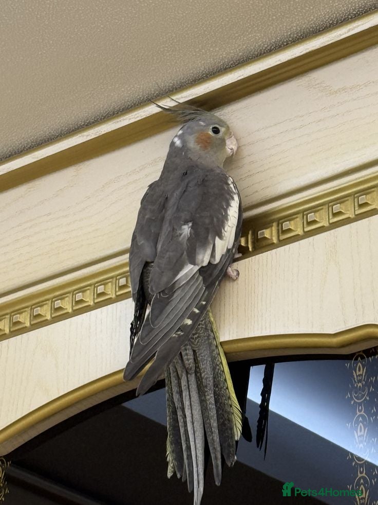 Cockatiels birds Cokatiels 🩶 | Babies and Adults Available  - Advert 2