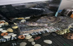 Terrapin reptiles for sale: Sawback terrapin - Image 2