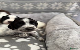 Sprocker dogs for sale: Extensively Health Tested Puppies - Image 18