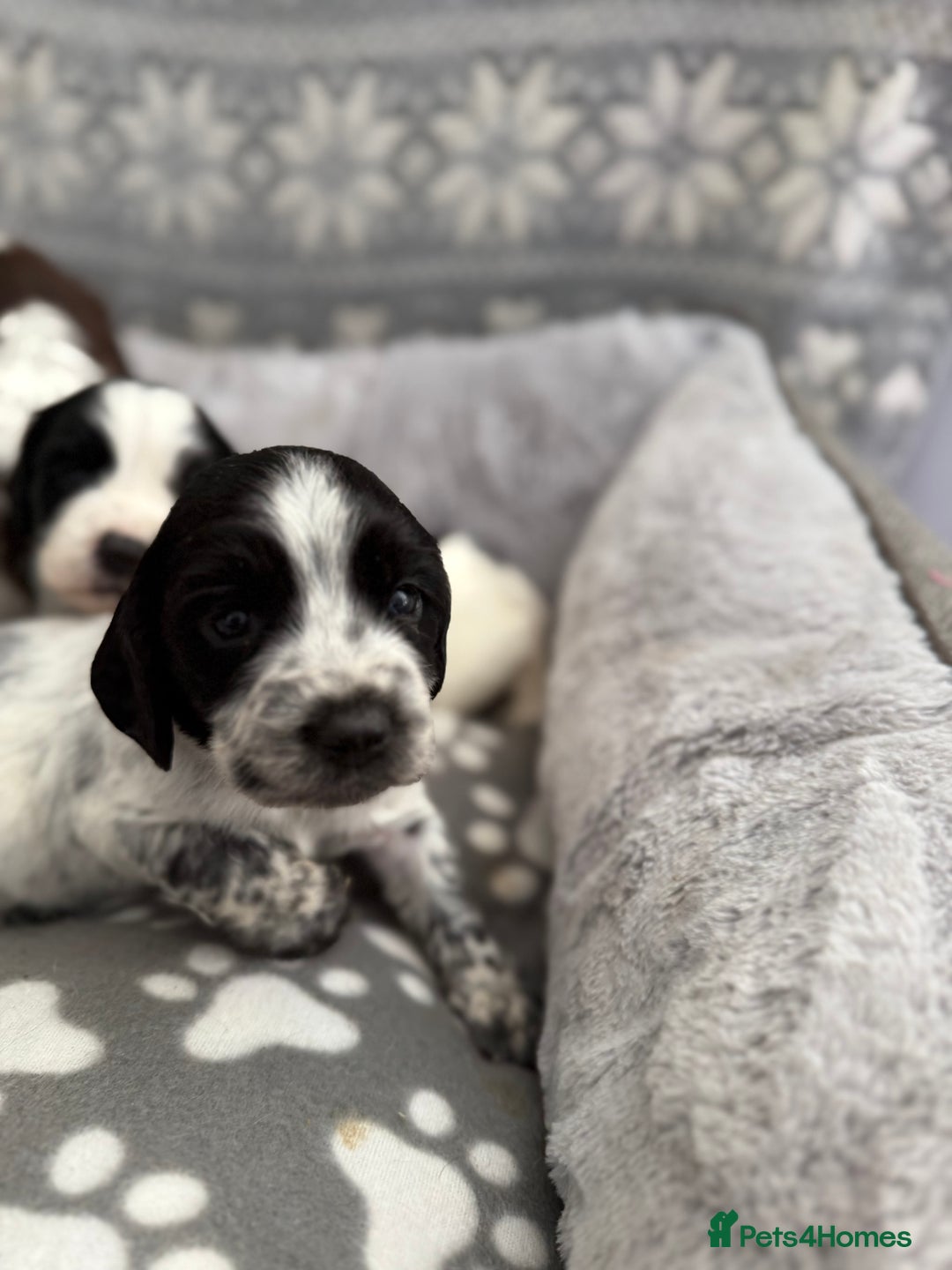 Sprocker dogs for sale: Extensively Health Tested Puppies - Image 18