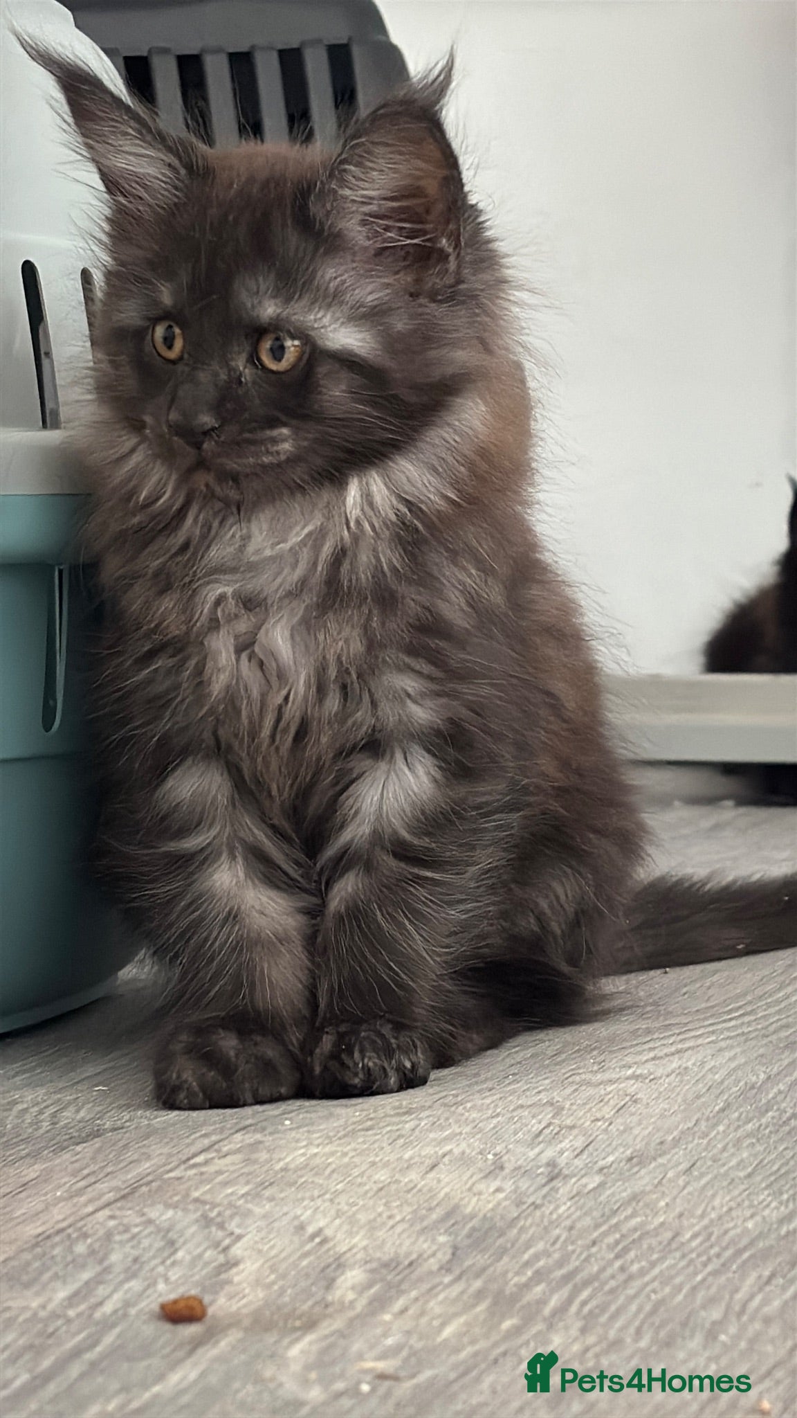 Maine Coon cats XXL RUSSIAN MAINE COON KITTENS - Advert 2