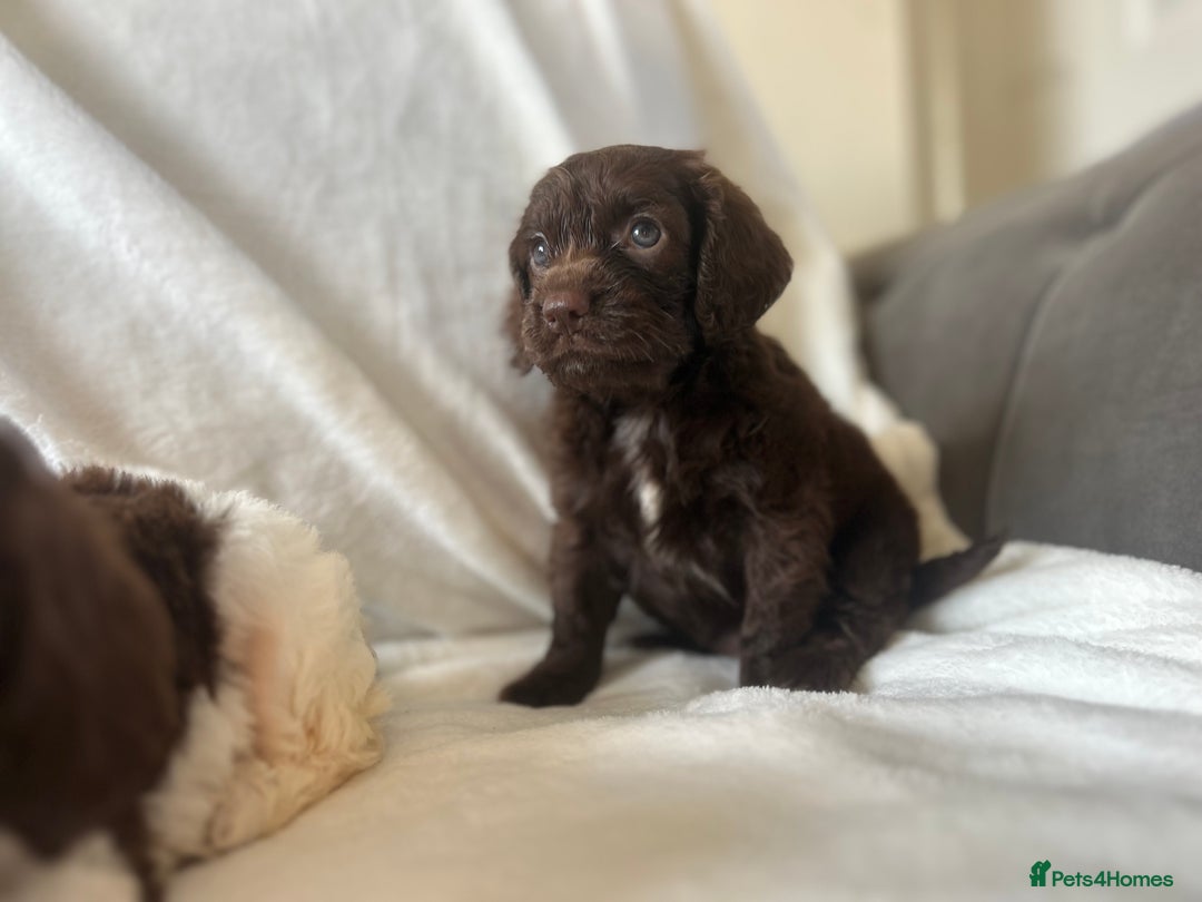 Cockapoo dogs for sale: beautiful toy cockapoo - Image 23