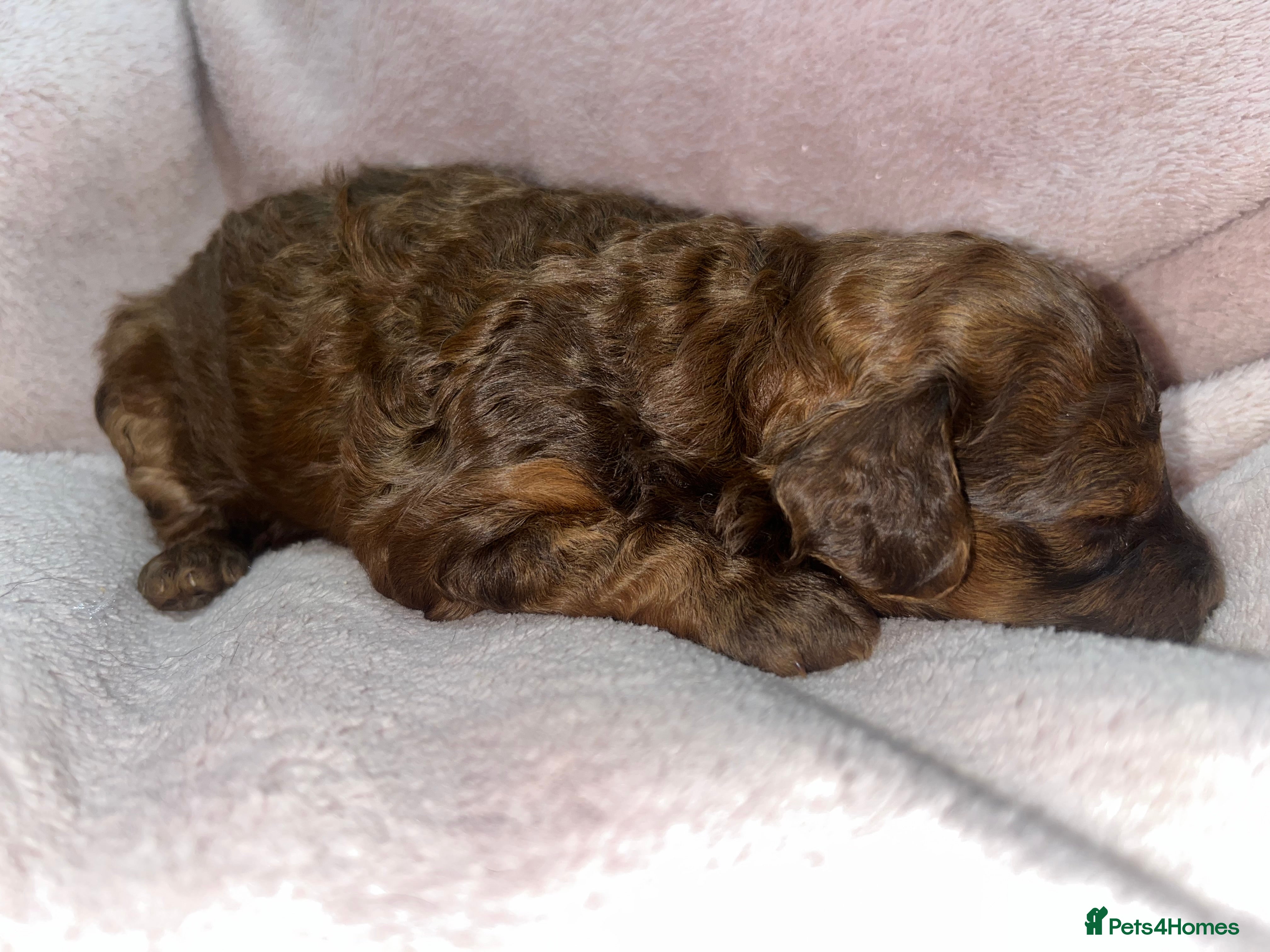 Cavapoochon dogs CAVAPOOCHON PUPPIES GIRLS/BOYS HEALTH TESTED - Advert 2