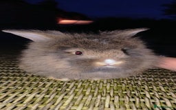 Mini Lion Lop rabbits for sale: Baby mini lion lop *PLEASE READ* - Image 3