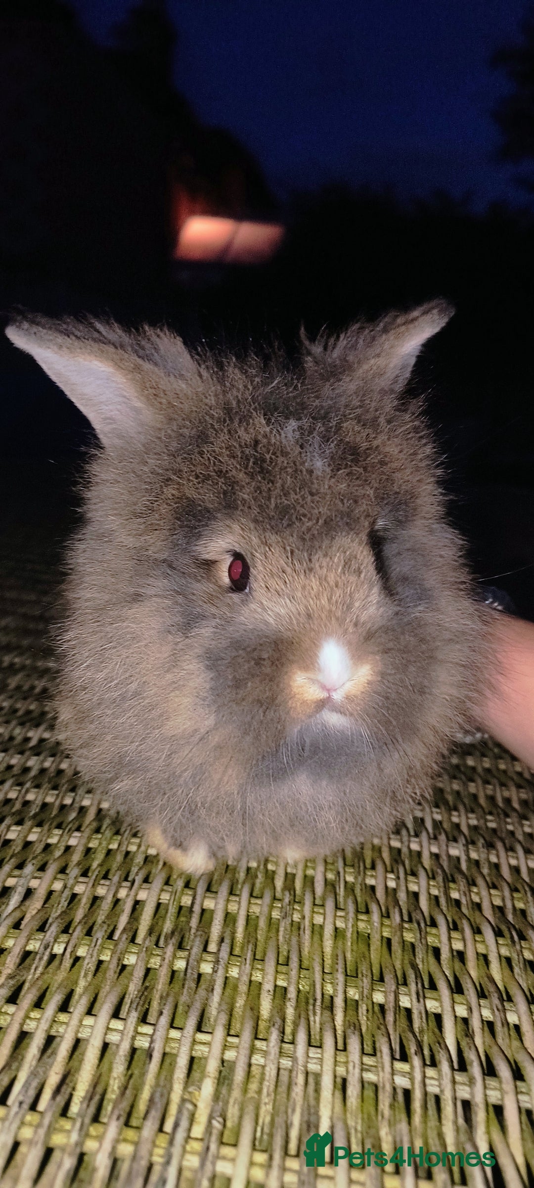 Mini Lion Lop rabbits for sale: Baby mini lion lop *PLEASE READ* - Image 3