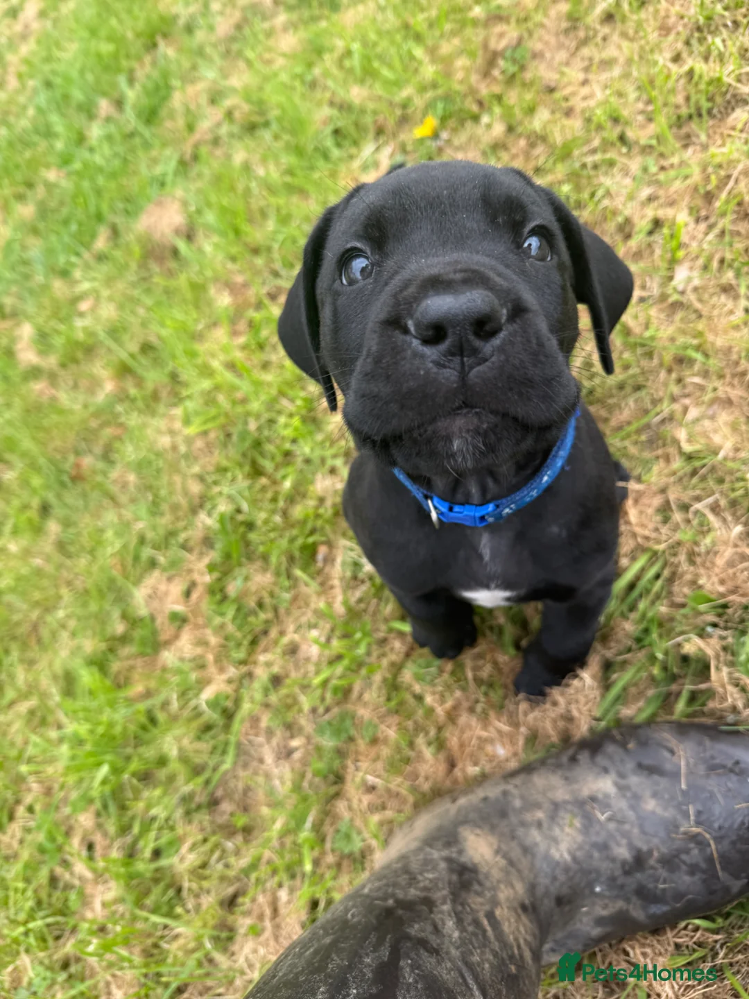 Mixed Breed dogs for sale: Beautiful Italian daniffs (Great Dane/cane corso)  - Advert 2