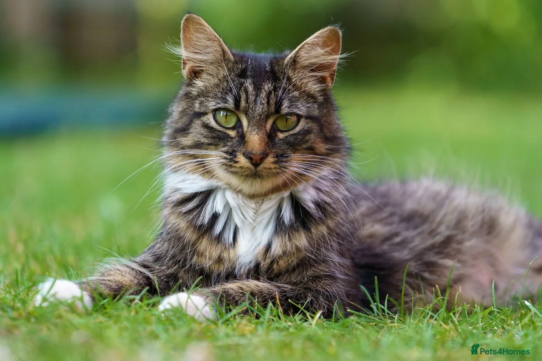 Mixed Breed cats for sale: Kittens for sale - Advert 7