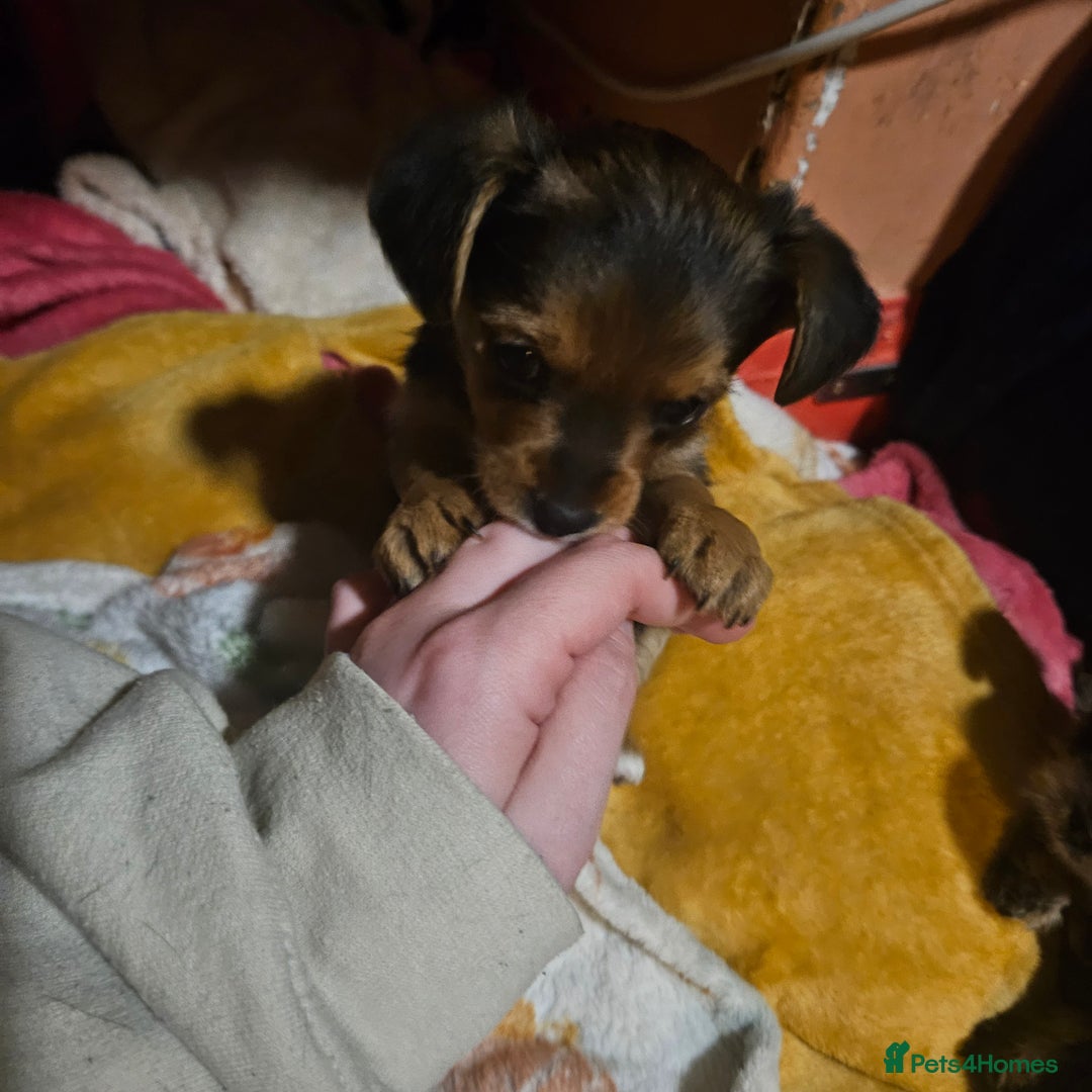 Mixed Breed dogs for sale:  **  yorkshire x full sized yorkshire terrier - Advert 22
