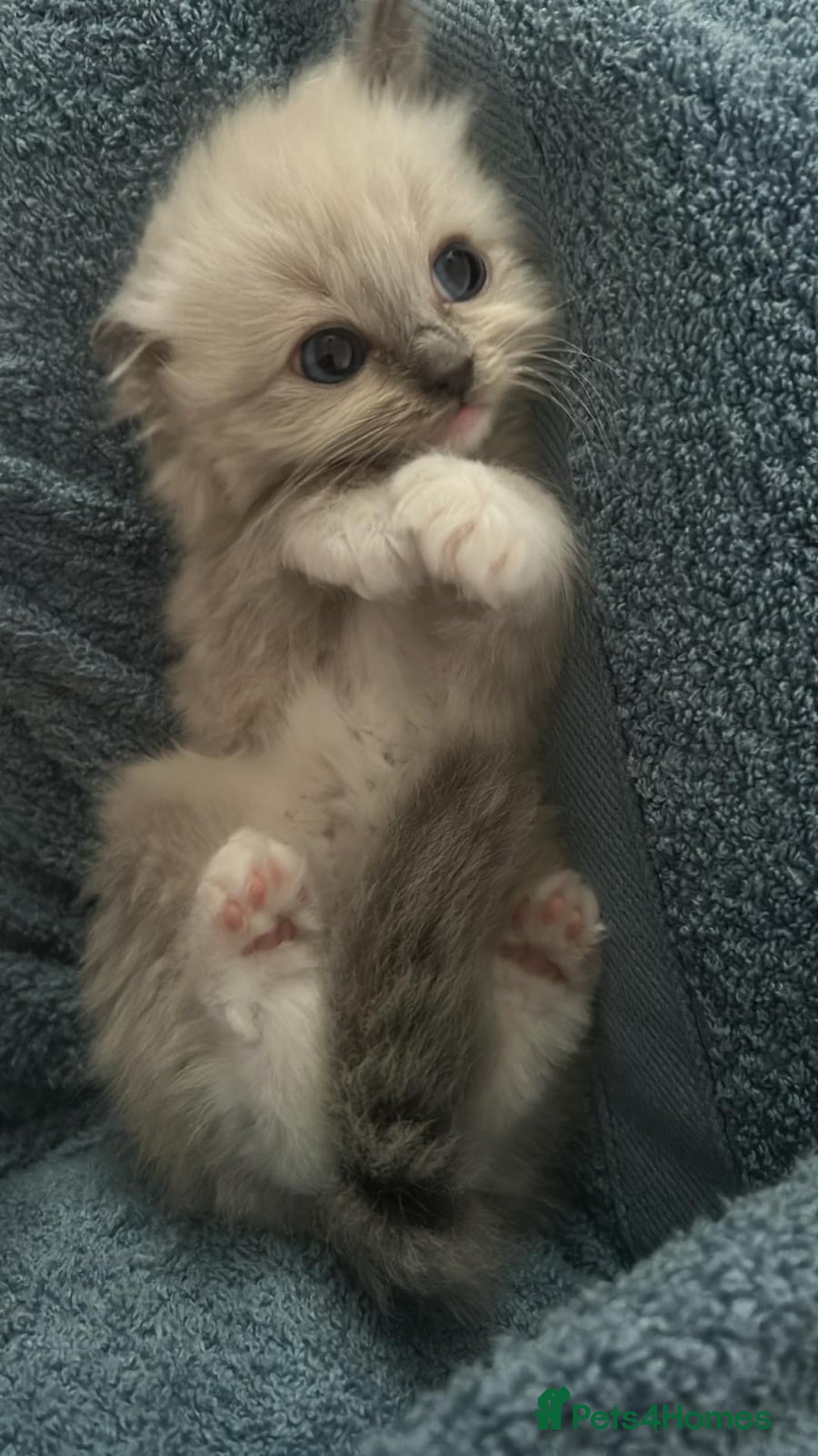 Ragdoll cats for sale: Stunning Ragdoll Kittens Flame/Blue/Seal - Image 5