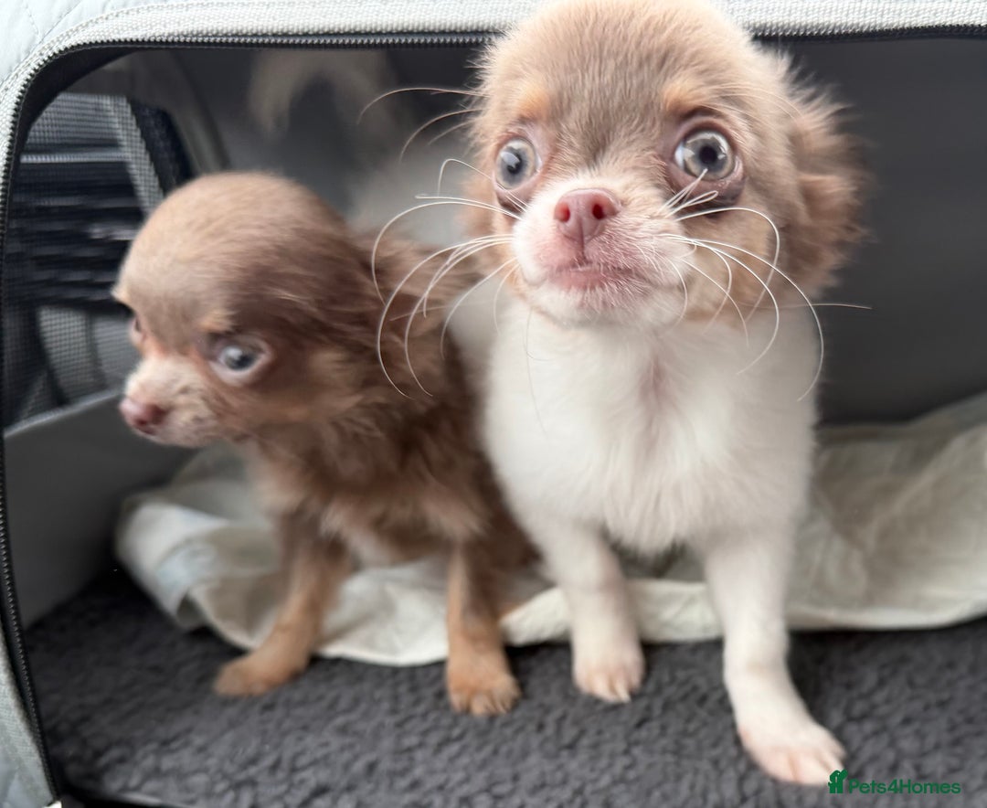 Chihuahua dogs for sale: Ready to go White/Lilac Parti Chihuahua - Advert 11