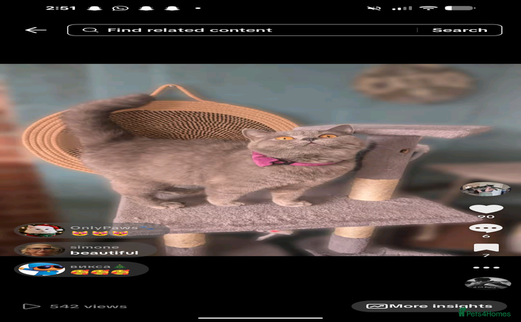 British Shorthair cats British shorthair - Advert 1