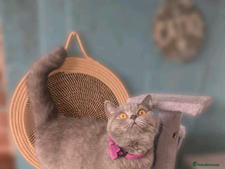 British Shorthair cats British shorthair - Advert 2