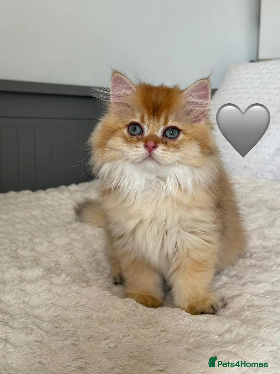 British Longhair cats for sale: Chocolate-Golden British BLH and BSH kittens  - Advert 35