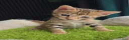 Bengal cats for sale: Outstanding rosetted brown bengal girls and boys🔥 - Advert 23