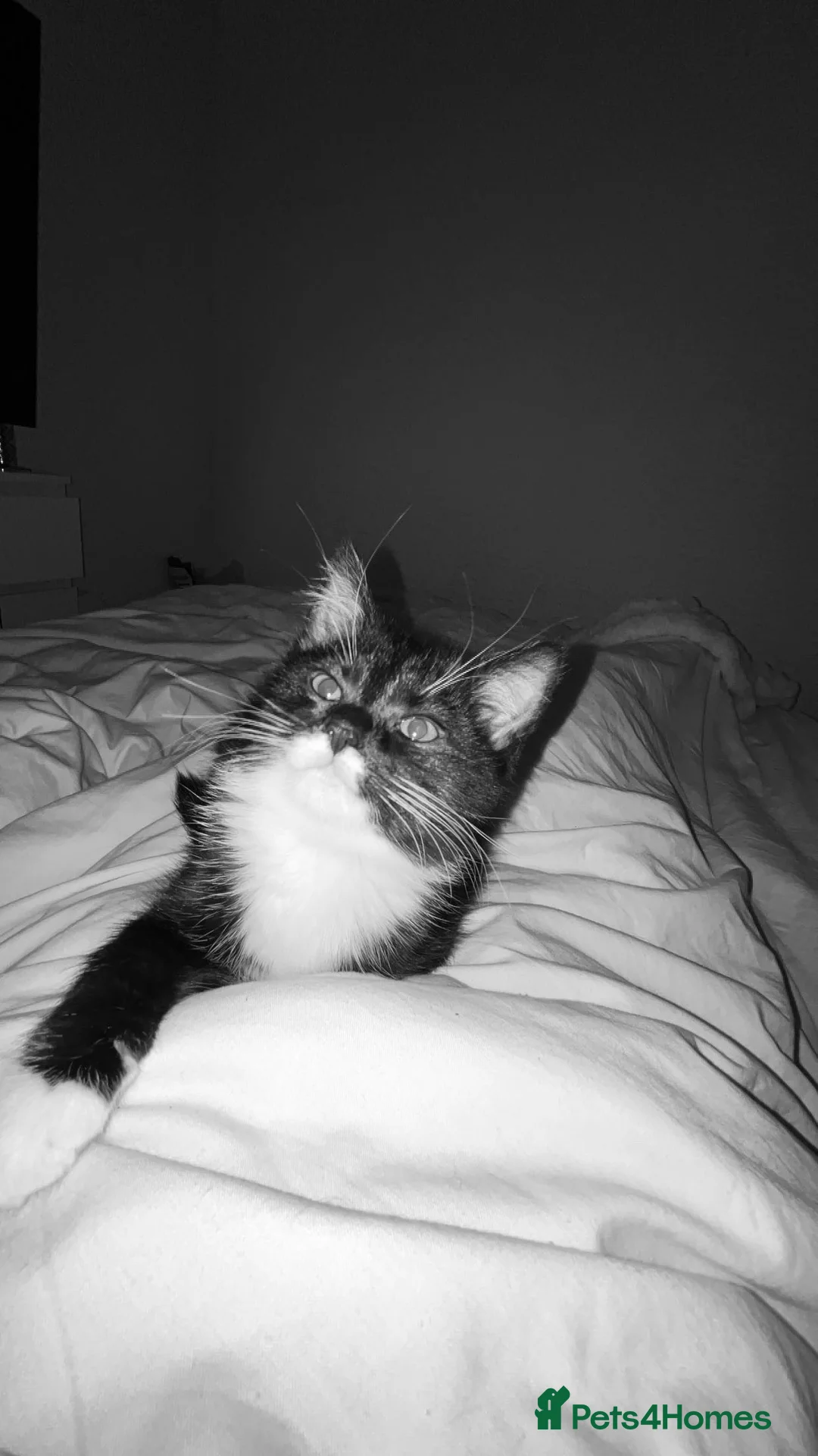 Domestic Shorthair cats for sale: Cat for sale in Manchester - Advert 1