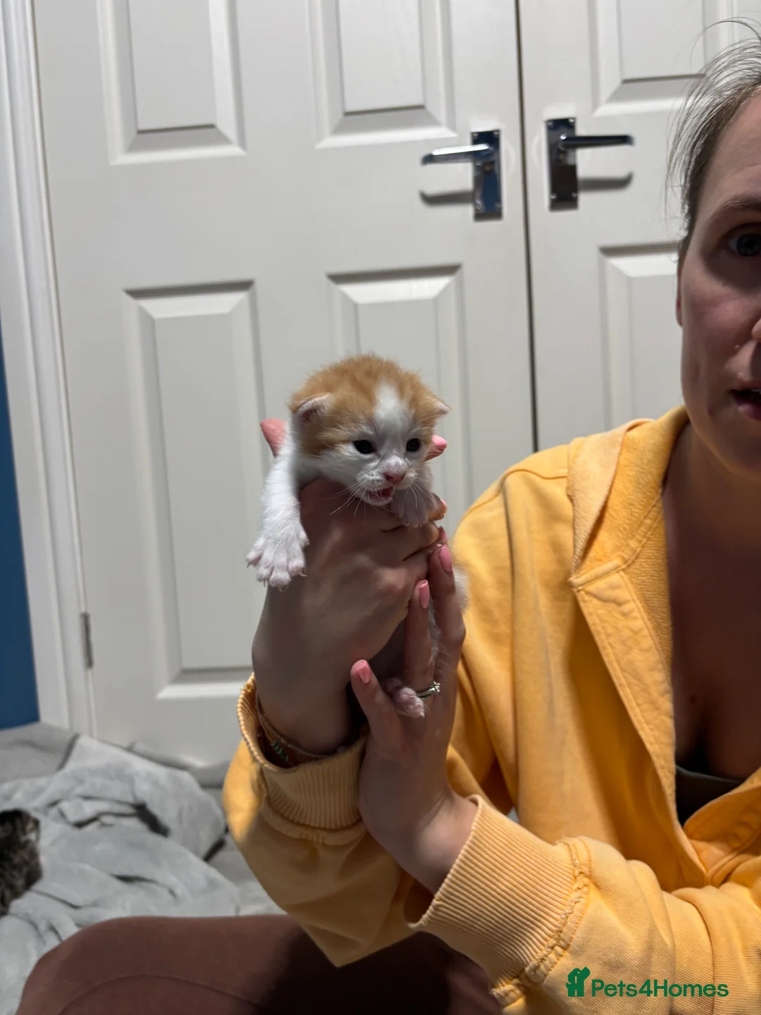 Mixed Breed cats for sale: Mixed breed kittens  - Advert 6