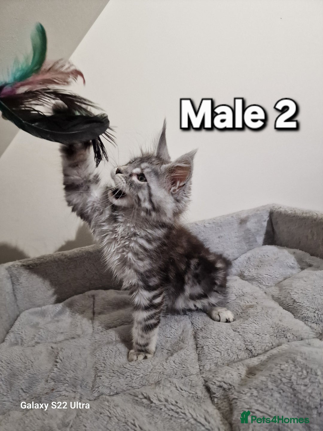 Maine Coon cats for sale: 💥Pure Maine coon😻 - Advert 4
