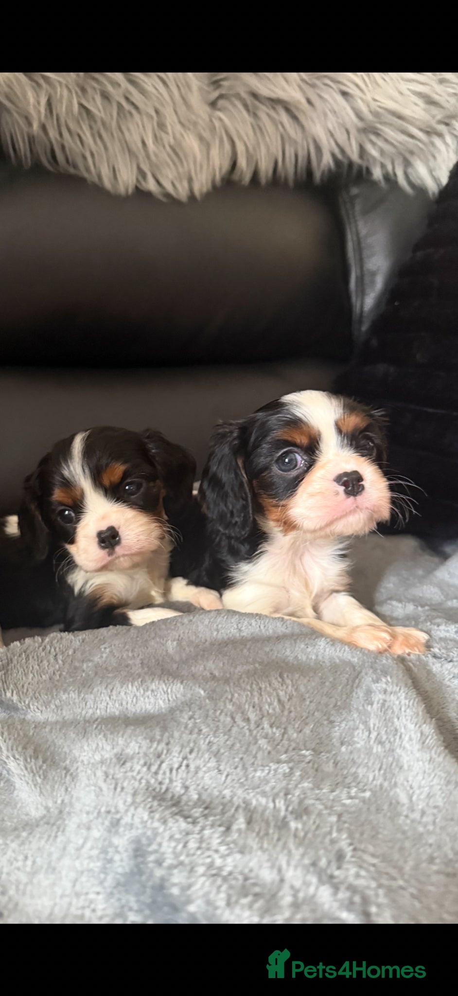 Cavalier King Charles Spaniel dogs Kc cavalier puppies dna clear  - Advert 2