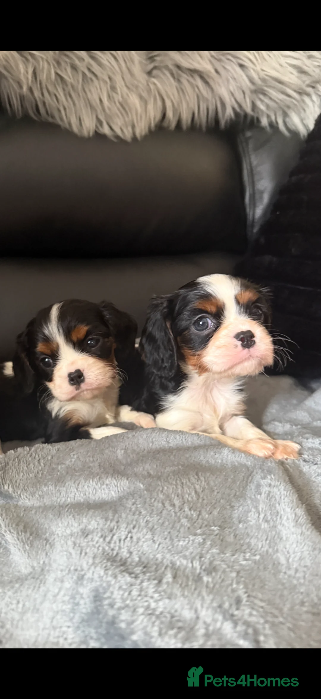 Cavalier King Charles Spaniel dogs for sale: Kc cavalier puppies dna clear  - Advert 2