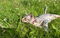 Ocicat cats for sale: Ocicat Kittens Available in Aberdeenshire in Alford - Image 15