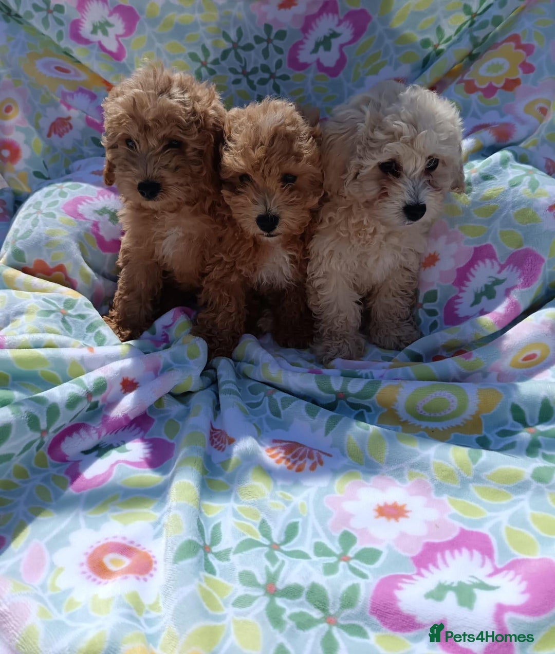 Cavapoo dogs for sale: Cavapoo puppy's  - Image 1