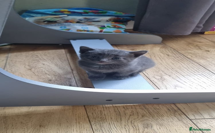 Russian Blue cats - Advert 1