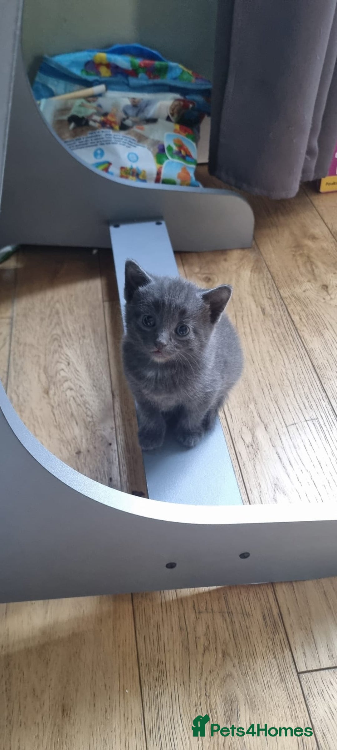 Russian Blue cats for sale: Mix Russian blue  - Image 1