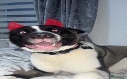 Huskita dogs for sale: 2 year old huskita - Image 14