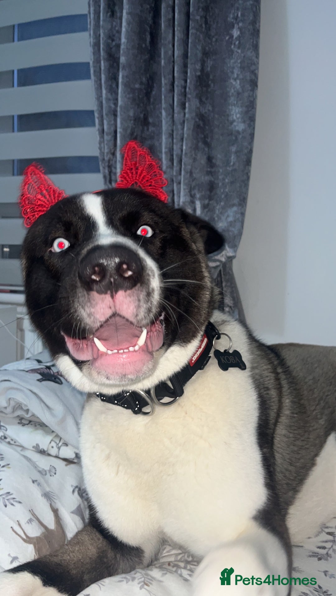 Huskita dogs for sale: 2 year old huskita - Image 14