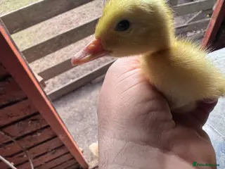 Ducks poultry Unsexed day old Cherry Valley ducklings. - Advert 2