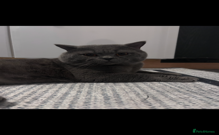British Shorthair cats 💙Beautiful GCCF Active Registered Blue BSH💙 - Advert 11