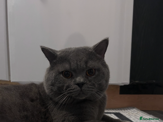 British Shorthair cats ๐Beautiful GCCF Active Registered Blue BSH๐ - Advert 1