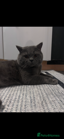British Shorthair cats 💙Beautiful GCCF Active Registered Blue BSH💙 - Advert 1