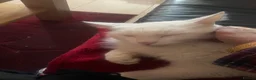 Turkish Angora cats for sale: Pure white Cat, beautiful affectionate, Longhair in Luton - Advert 6