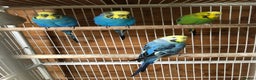 Budgerigars birds for sale: Adult budgies  - Advert 2